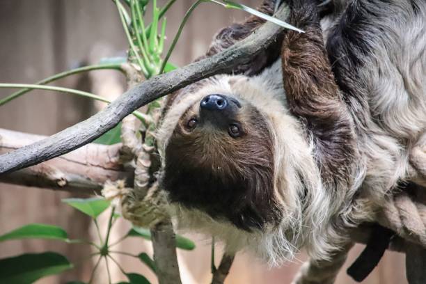 istock Close-Up View of a Relaxed Two-Toed Sloth Hanging Upside Down 2170109245