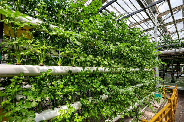 istock Celery grown in greenhouse 2170109374