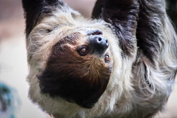 istock Close-Up View of a Relaxed Two-Toed Sloth Hanging Upside Down 2170109412