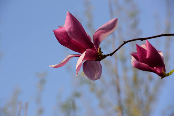 istock In spring, white, purple, and pink magnolias bloom 2170109502