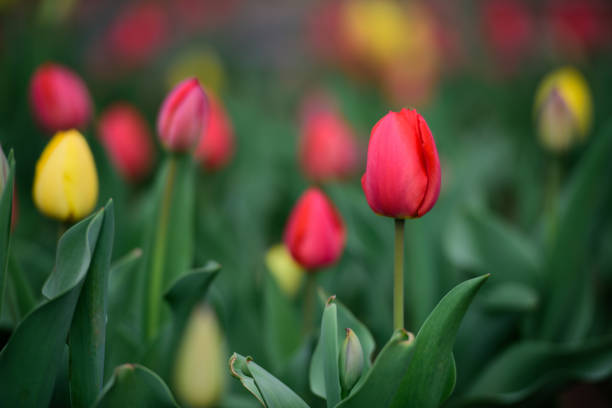 istock In spring, colorful tulips bloom in competition 2170109681
