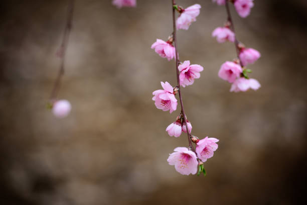 In spring, the blooming spring flowers, cherry blossoms, peach blossoms, etc. in the park