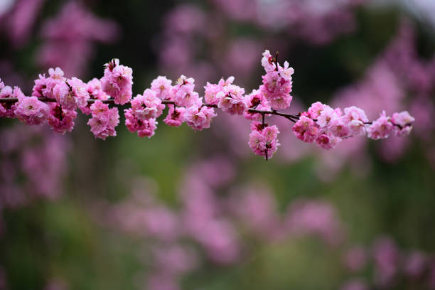 In spring, the blooming spring flowers, cherry blossoms, peach blossoms, etc. in the park