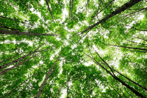 istock Bottom-up view green mangrove forest canopy. Natural carbon sink fight climate change. Sustainability in carbon-neutral ecosystems. Green and sustainable environment. Natural carbon capture solution. 2170110168