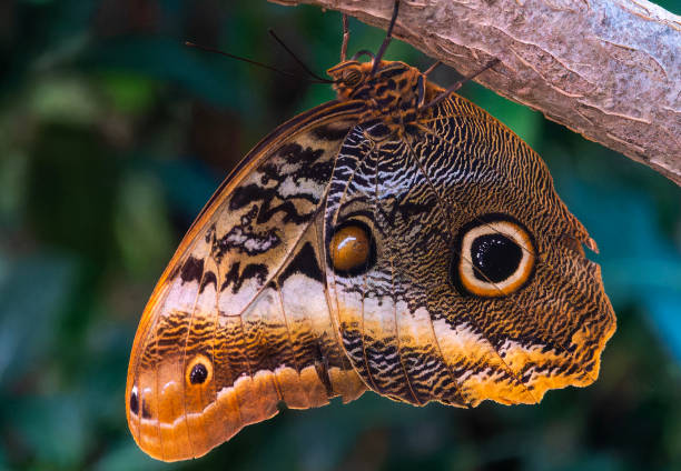 istock An Owl Butterfly in a butterfly display area. 2170110190