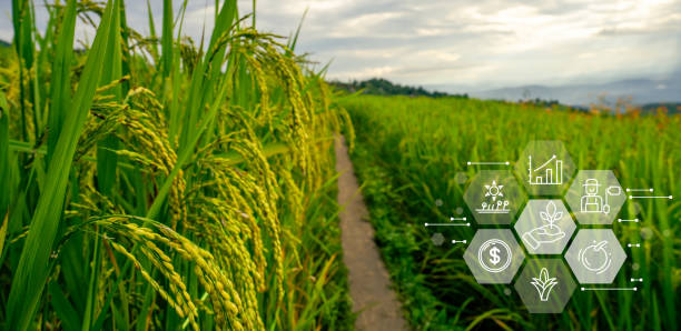 Smart farm advanced technology for enhanced productivity and quality in modern farming practices. Innovative sensors and drones optimize crop yields through data-driven precision farming techniques. tecnología avanzada de granja inteligente para mejorar la productividad y la calidad en las prácticas agrícolas modernas. los sensores innovadores y los drones optimizan el rendimiento de los cultivos a través de técnicas de agricultura de precisión