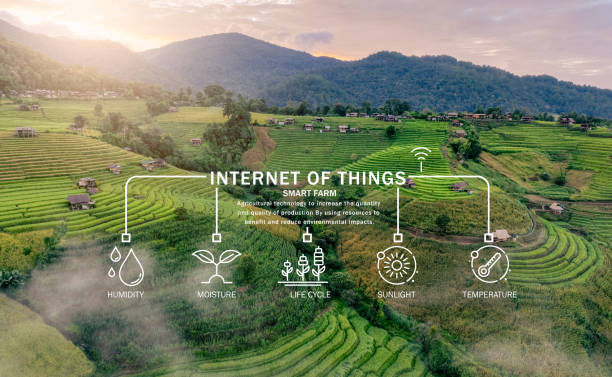 istock Smart agriculture with modern technology for sustainable practices. Rice farm. Smart farming concept. Sustainable agriculture. Precision agriculture. IoT and sensor technology for smart farming. 2170110236