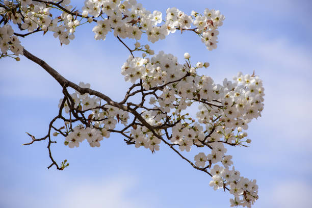 istock In spring, the orchard is filled with pure white pear blossoms 2170110367