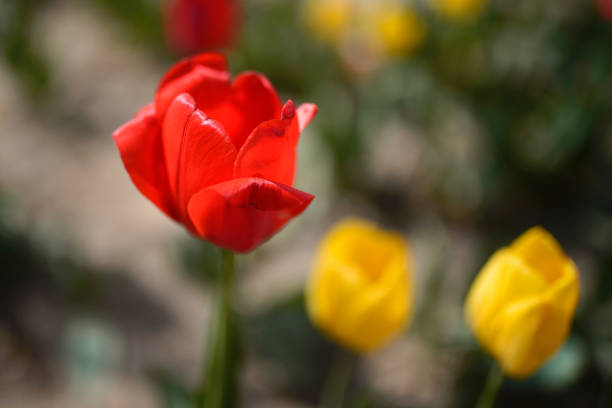 In spring, colorful tulips bloom in competition