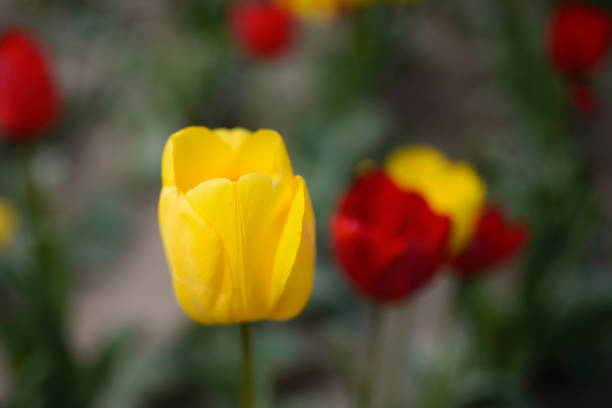 In spring, colorful tulips bloom in competition