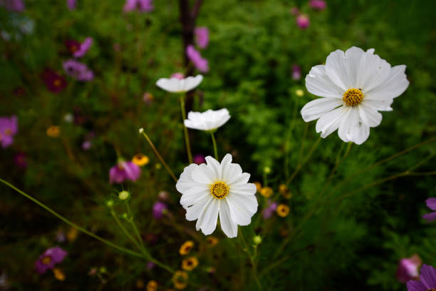 istock In spring, the park is filled with various flowers 2170111485