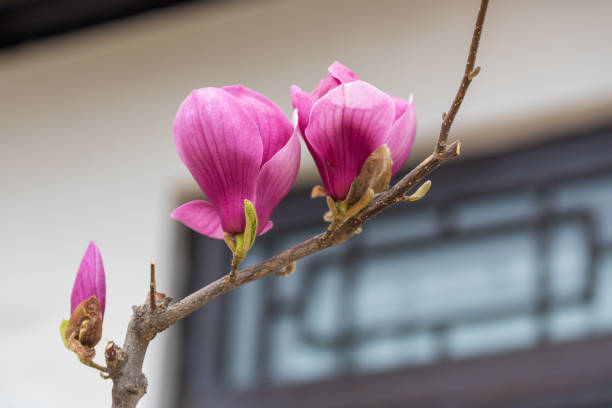 In spring, white, purple, and pink magnolias bloom