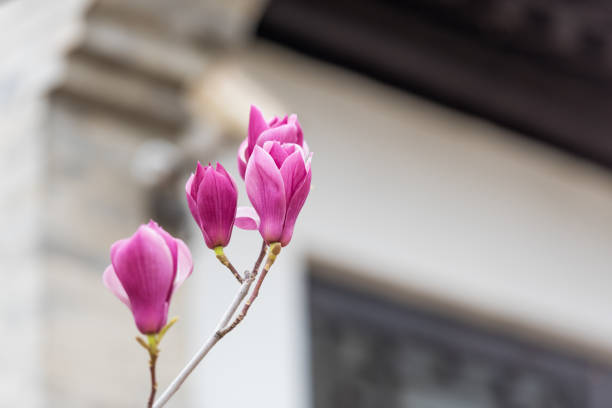 In spring, white, purple, and pink magnolias bloom