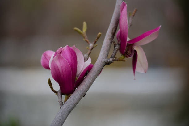 In spring, white, purple, and pink magnolias bloom