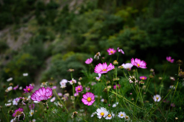 In spring, the park is filled with various flowers