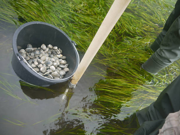 Picking up live clams in shallow water