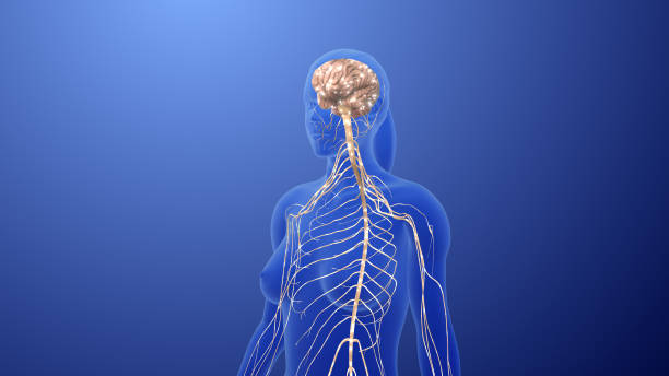 istock Peripheral Nervous and Ganglia Communication Network 2170114789