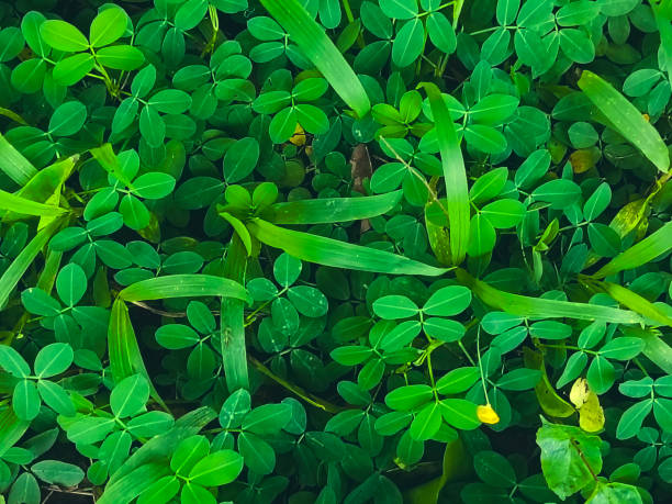 Green leaves background and textured.