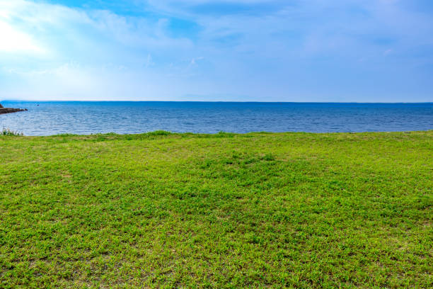 A grassy park by the water