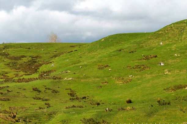 istock Rolling Hillside with Grazing Sheep and Cloudy Sky 2170116629