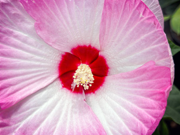 Beautiful flower detail with pollens
