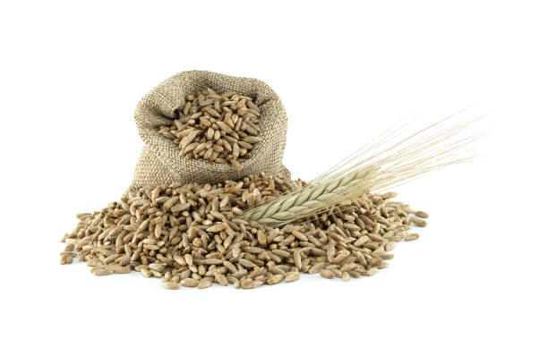 Closeup image of rye grains alongside fresh rye stalks isolated on a white background