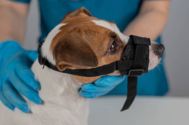 istock A veterinarian examines a Jack Russell Terrier dog wearing a cloth muzzle. 2170117546