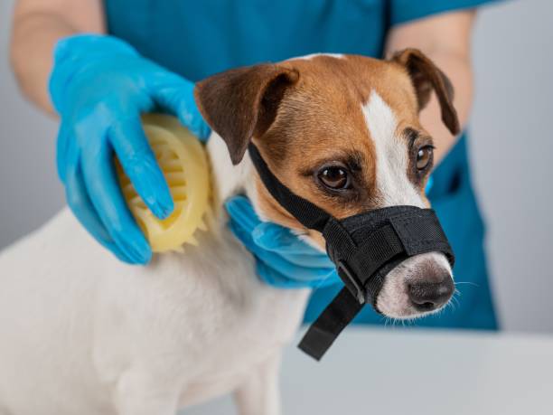istock A groomer brushes a dog with a silicone brush. Jack Russell Terrier wearing a muzzle during a beauty procedure. 2170117810