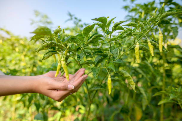 istock A farmer's hand is picking chili 2170117861