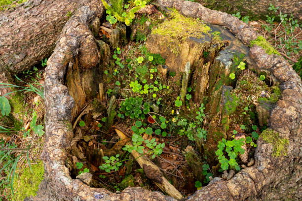 istock Inside a hollow tree stump grows a small forest biotope of clover leaves, ferns, moss and mushrooms 2170118601