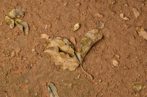 fallen dead leaves decomposing on the ground contributing to soil health and nutrient cycling, essential natural process return fertilizer to the soil, taken from above