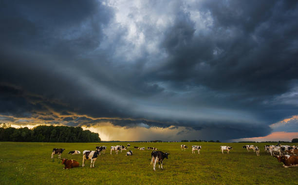 Cows graze peacefully in a vast pasture as dramatic storm clouds gather overhead, creating a dynamic landscape.