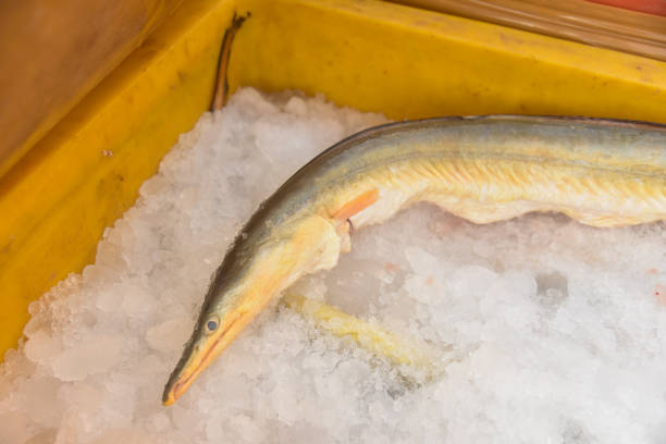 istock fresh fish and seafood on ice 2170122768