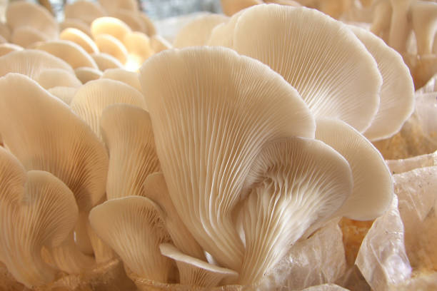 istock Macro shot of Oyster mushroom on white background 2170124770