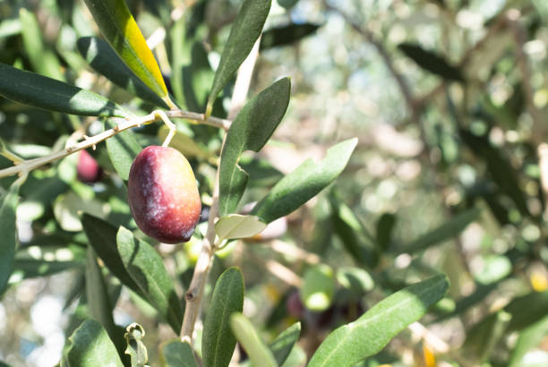 istock Olive background from ripening olives growing on the branches. Crown olive tree with fruits for publication, design, poster, calendar, post, screensaver, wallpaper, cover. High quality photo 2170125251