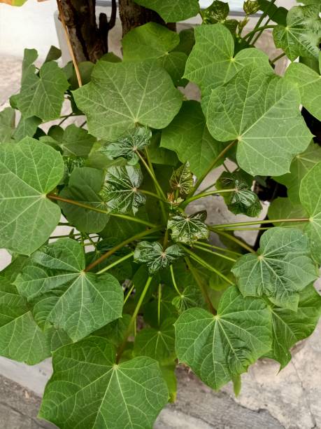 istock Close up of barbados nut plant 2170125513