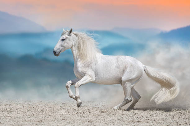 istock White horse free run 2170127278