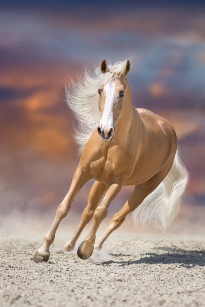 istock Palomino horse in motion 2170127280
