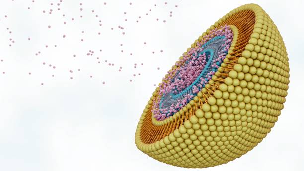 istock isolated multivesicular liposomes or nested liposomes in the white background 2170127977