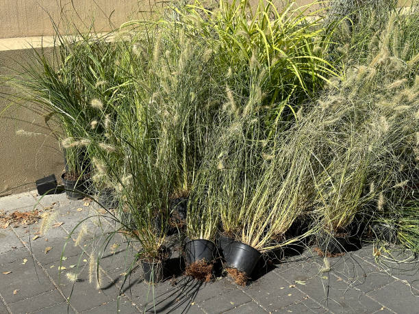 istock Green plants in pots ready to plantation 2170128538