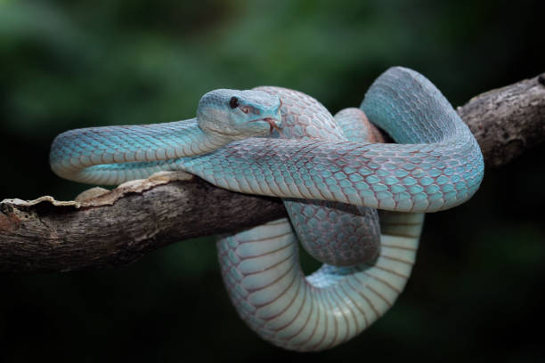 istock Blue viper snake insularis, trimeresurus Insularis 2170129083
