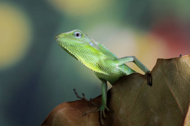 jubata lizard