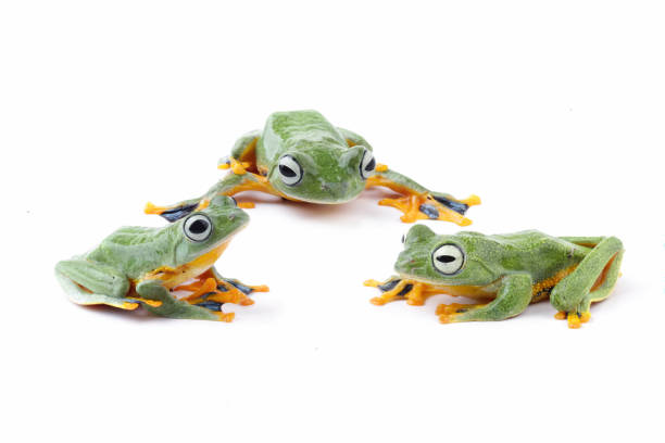 istock flying tree frog isolated on white background , Rhacophorus reinwardtii 2170129221