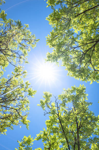 Fresh green trees with the sun behind