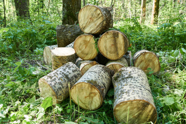 istock Pile of sawn birch trunks in the forest. 2170130428
