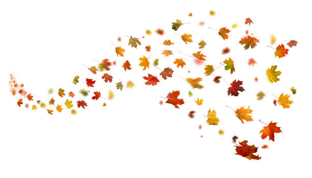 istock Autumn multicolored leaves swirl in the wind. Fall leaves  isolated on white background 2170133891