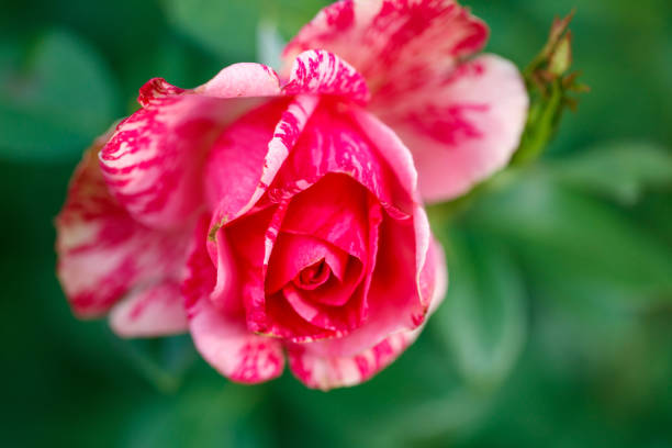 colourful close up of a single  marco polo rose head with bokeh background and detailed petals