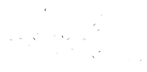 istock A flock of birds in flight isolated on a white background 2170133902