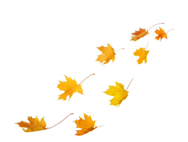 istock Autumn yellow leaves in the wind. Fall leaves isolated on white background 2170134073