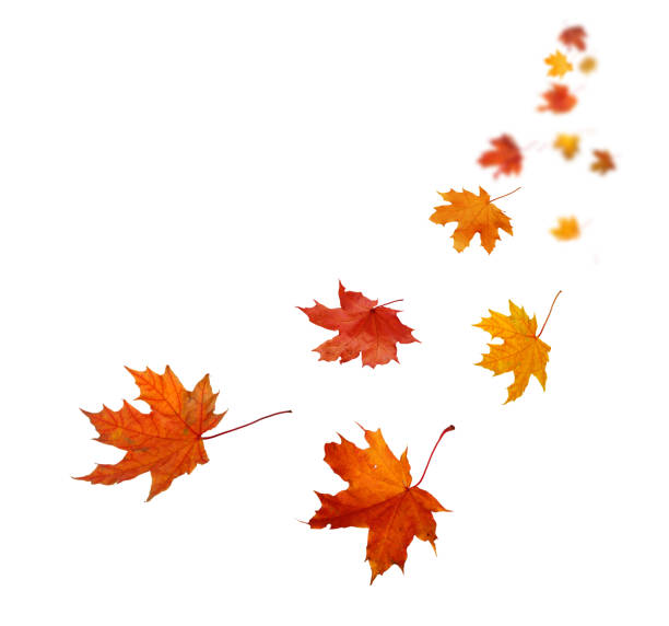 istock Autumn leaves in the wind. Fall leaves isolated on white background 2170134407